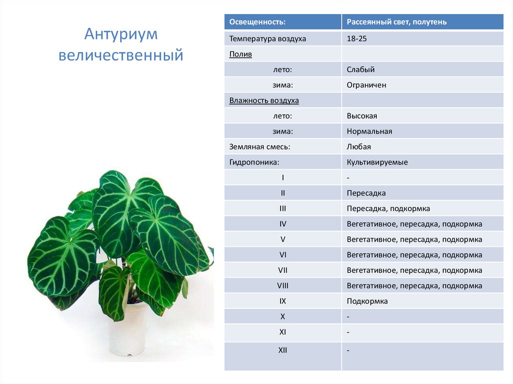 Комнатные растения размеры листьев