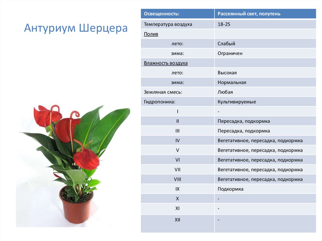 График полива цветов образец