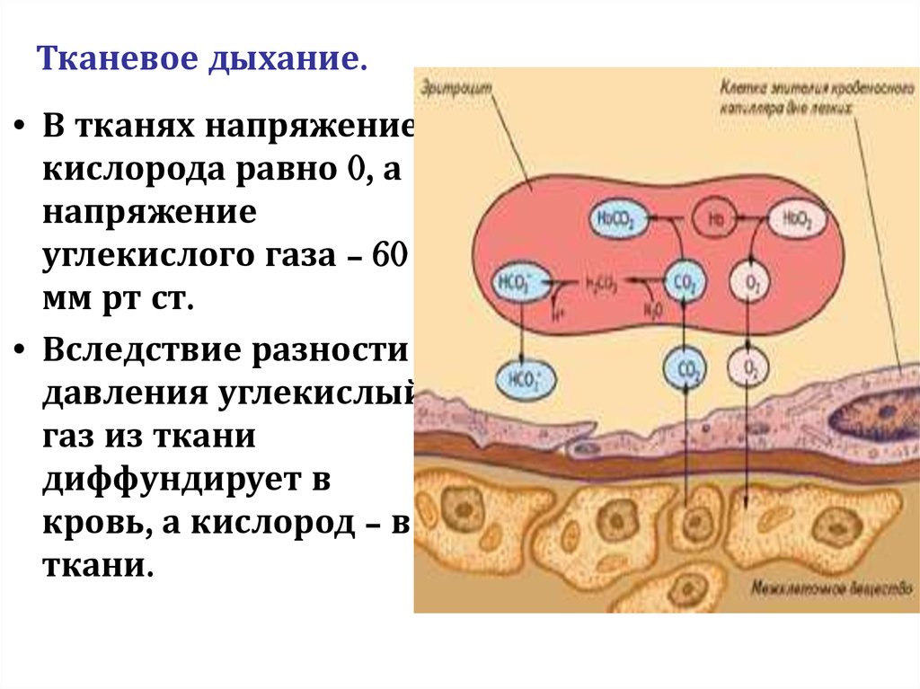 Схема тканевого дыхания