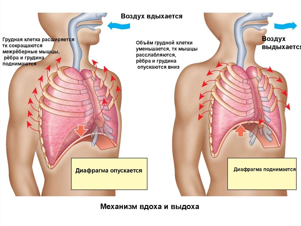 Межреберная диафрагма. Диафрагма грудной клетки. Дыхание грудной клеткой. Мышцы диафрагмы грудной клетки. Грудная клетка выдох.