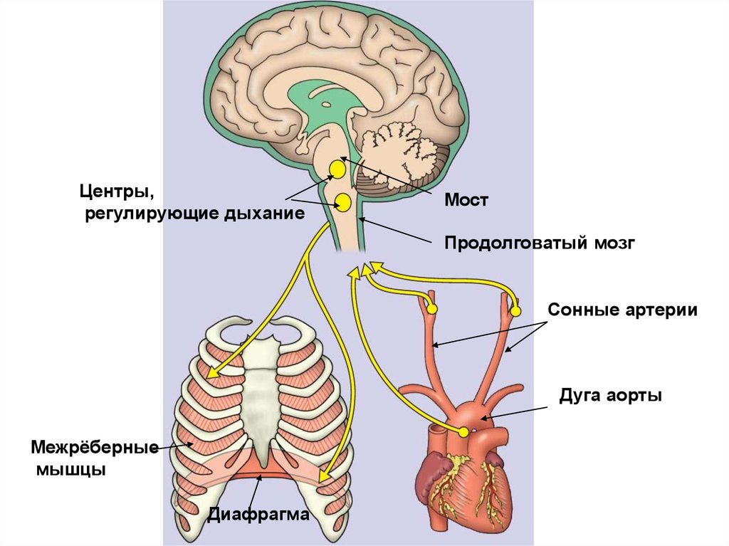 Регулирующих органов. Регуляция дыхания продолговатый мозг. Дыхател ный центр продолговатого мозга. Дыхательный центр. Дыхательный центр в мозге.
