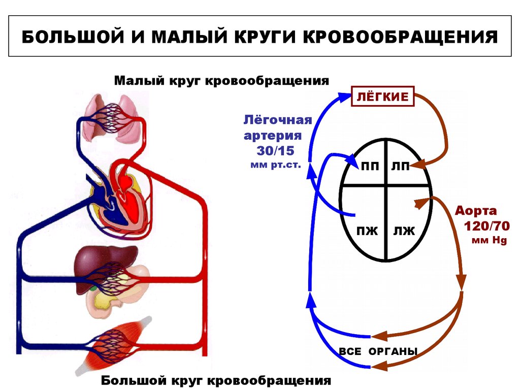 Рисунок круги кровообращения биология 8 класс