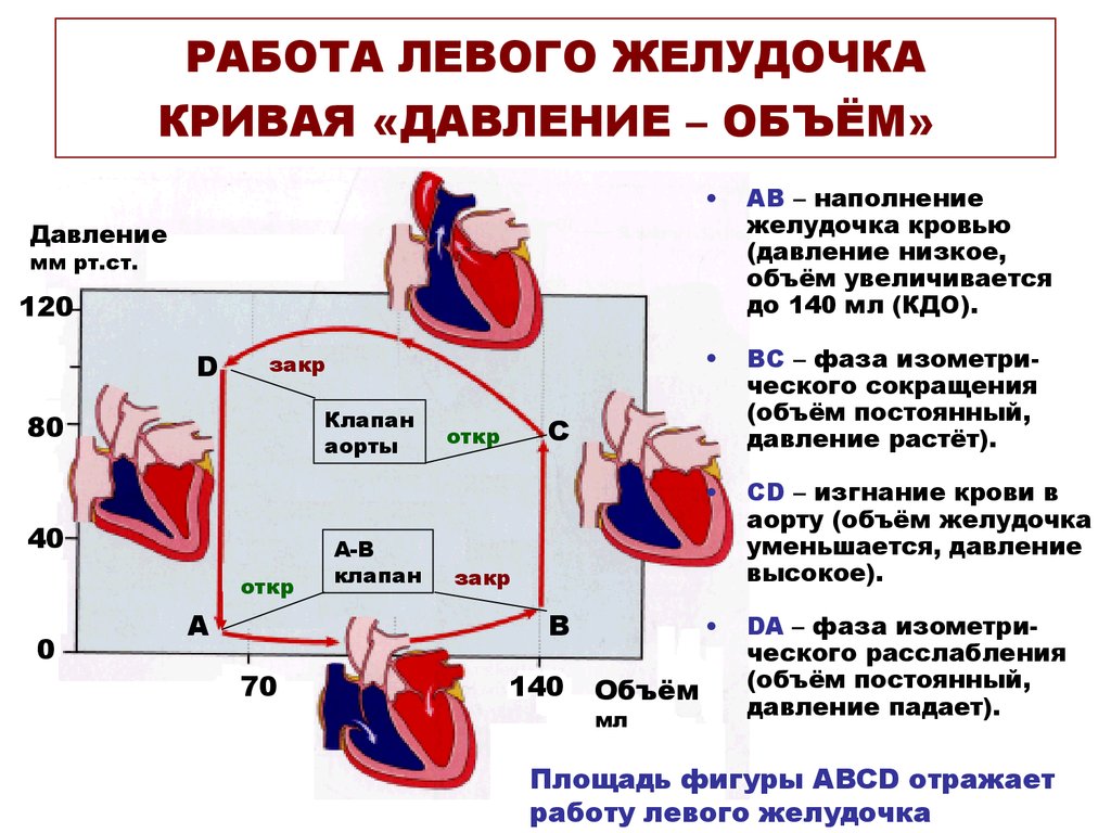 Физика работы сердца. Давление в левом желудочке. Диаграмма давления и объема крови для желудочков сердца. Систолическое давление правого желудочка. Систолическое давление в левом желудочке.