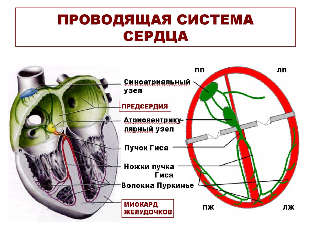 Проводящая система сердца механизм автоматии сердца презентация