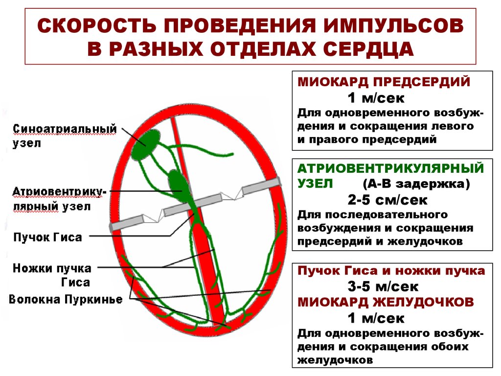 Сердечный проведение. Скорость проведения в проводящей системе сердца. Скорость проведения возбуждения по структурам сердца. Скорость проведения возбуждения в проводящей системе сердца. Проводящая система сердца скорость проведения возбуждения.