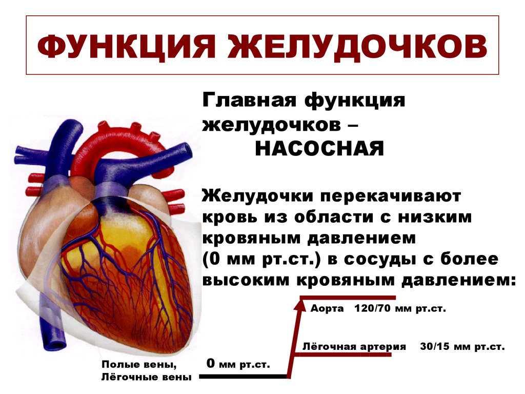 Правый желудочек функции. Функции желудочков сердца. Левый желудочек сердца функции. Правый желудочек сердца функции. Функции левого желудочка сердца человека.