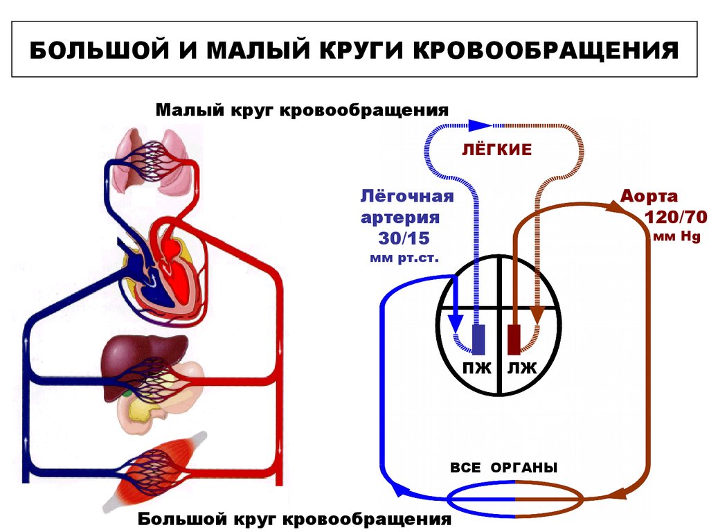 Принципы кровообращения. Большой и малый круг кровообращения схема. Малый и большой круг кровообращения человека схема анатомия. Большой круг и малый круг кровообращения схема. Опишите ток крови по большому и малому кругам кровообращения.