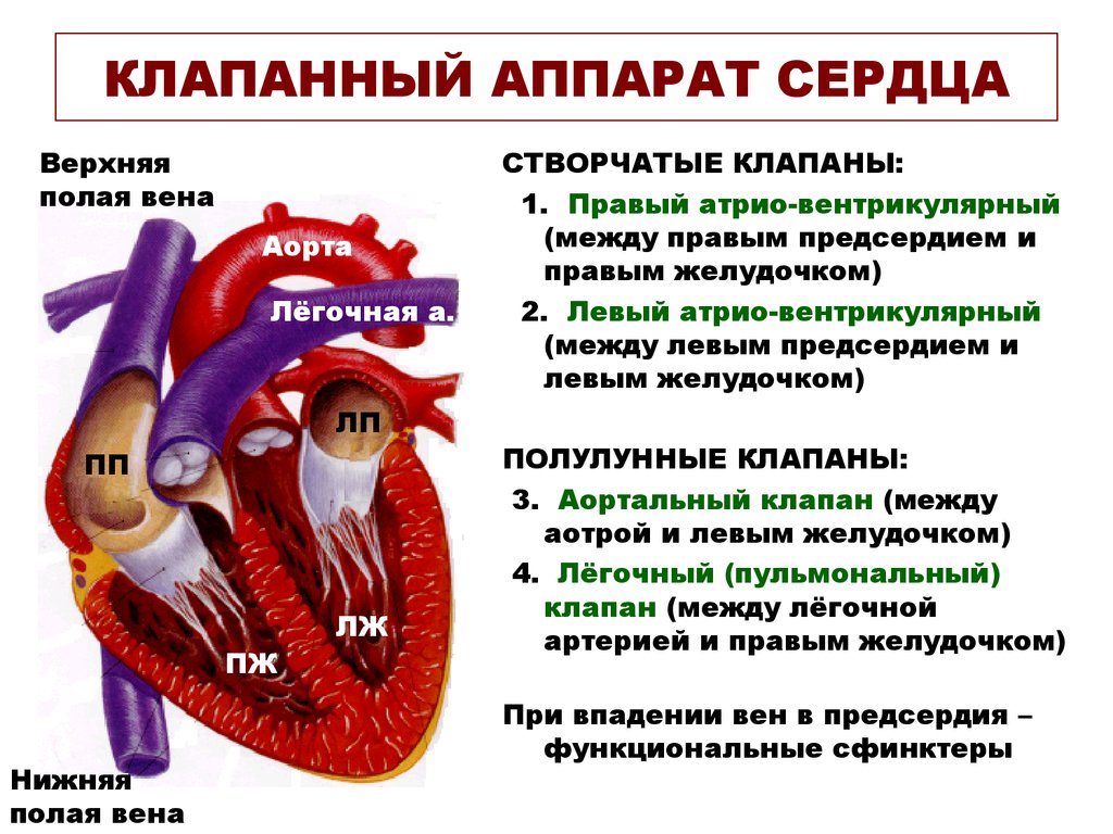 Кровь движется из предсердий в желудочки. Строение клапанного аппарата сердца. Строение стенки сердца. Клапанный аппарат сердца.. Значение клапанного аппарата сердца физиология. Роль клапанного аппарата сердца физиология.