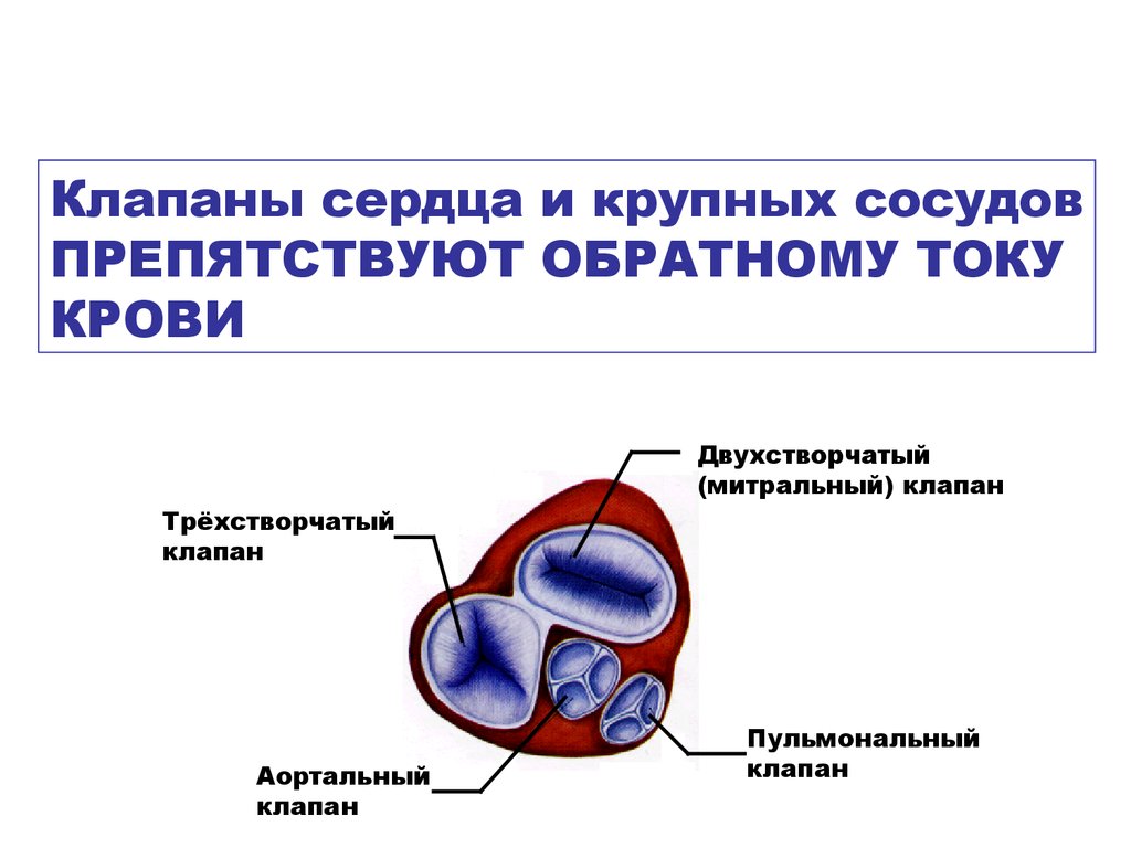 Трехстворчатый клапан. Трехстворчатый клапан функции. Двухстворчатый и трехстворчатый клапаны. Клапаны сердца и их функции. Двухстворчатый клапан трехстворчатый клапан полулунный клапан.