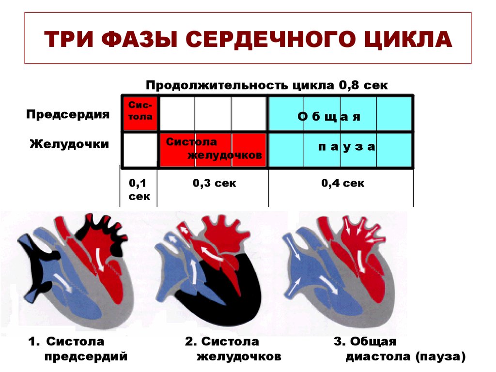 Сокращение предсердий в сердечном цикле. Фазы сердечного цикла схема физиология. Цикл сердечной деятельности схема. Систола предсердий систола желудочков и диастола. Сердечный цикл систола предсердий систола желудочков диастола.