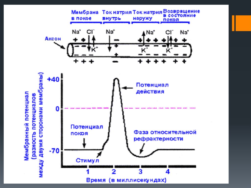 Потенциал процесса. Мембранный потенциал покоя схема. Потенциал покоя и потенциал действия схема. Схема формирования мембранного потенциала клетки. График мембранного потенциала нервной клетки.