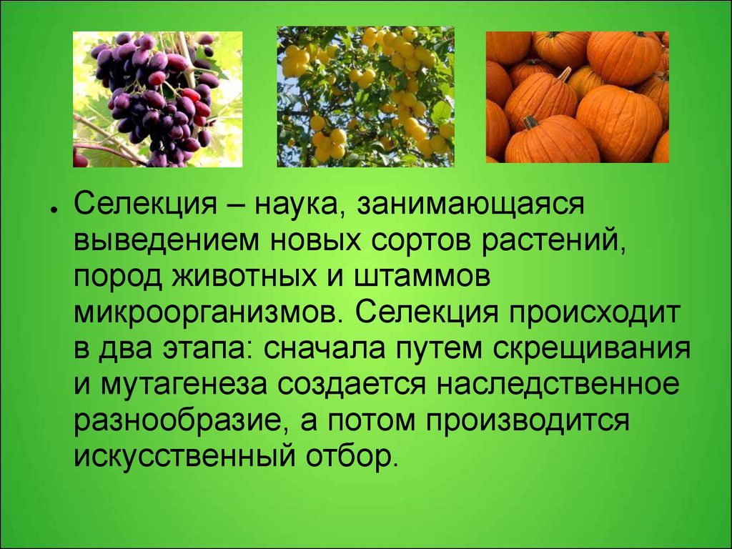 Основой селекции является. Селекция растений. Разнообразие сортов растений. Растения полученные методом селекции. Сорта растений селекция.