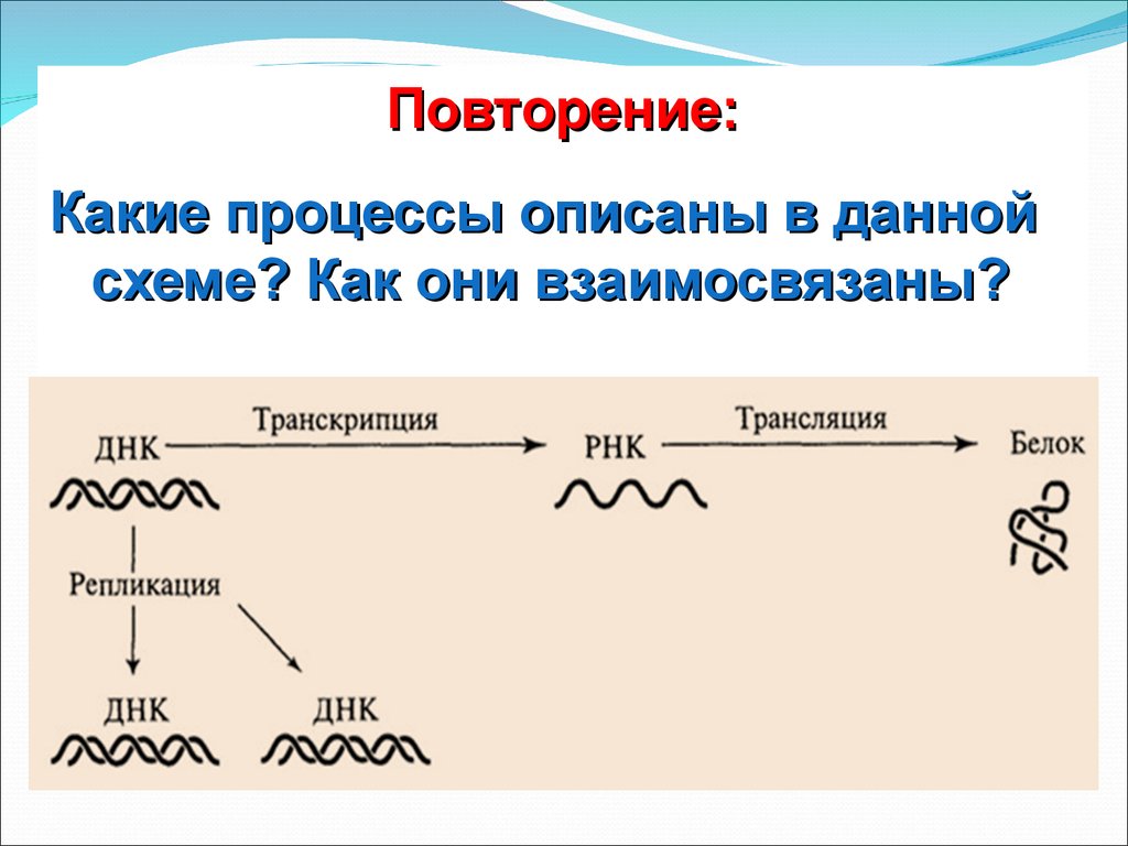 3 какие процессы. Какой процесс. Какие процессы повторяющиеся. Как интерпретация и транскрипция взаимосвязаны. В какие процессы может вступать глутоминоваячислота.