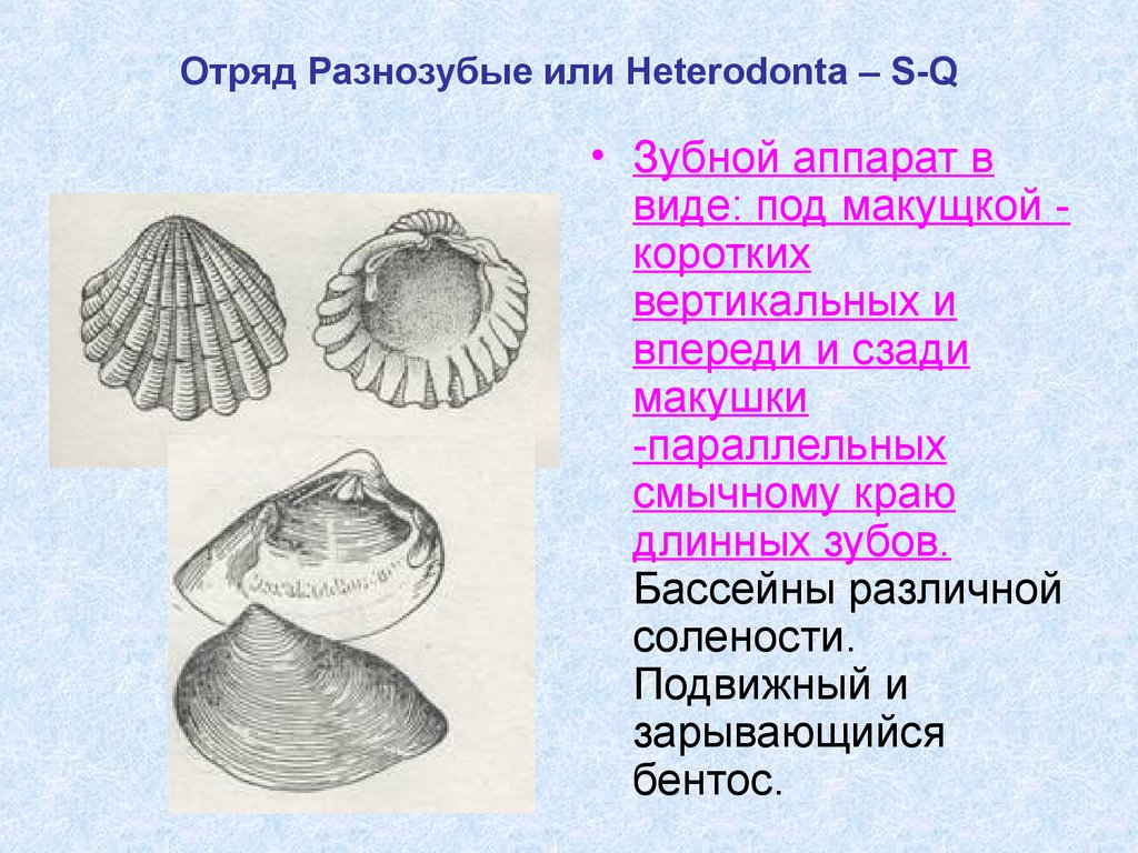 Виды подов. Двустворчатые моллюски отряд разнозубые. Разнозубые моллюски. Отряд разнозубые. Heterodonta.