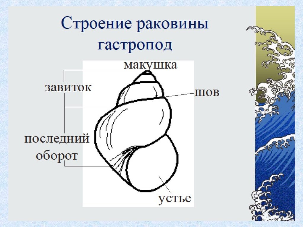 Внешнее строение раковины. Внешнее строение раковины большого прудовика. Строение раковиныпрудавика. Строение раковины прудовика. Строение раковины рисунок.