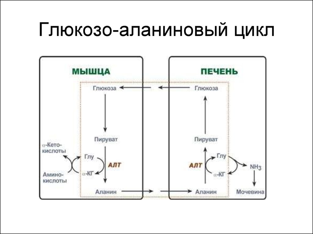 Схема глюкозо аланинового цикла