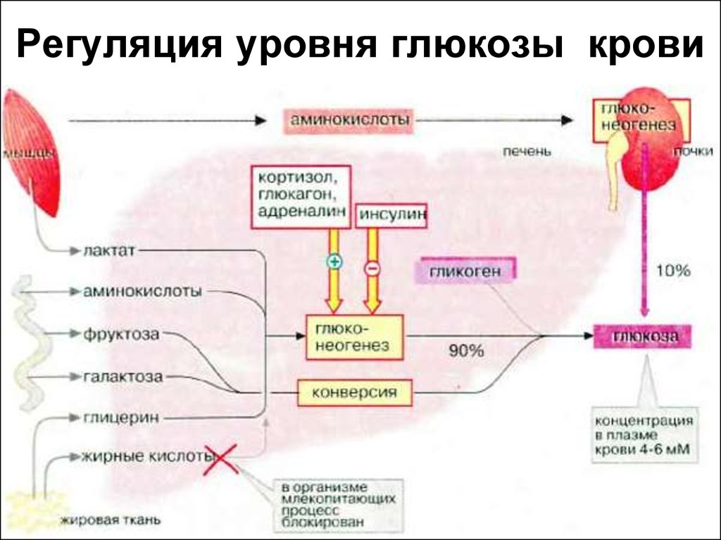 Гормондар биохимиясы презентация