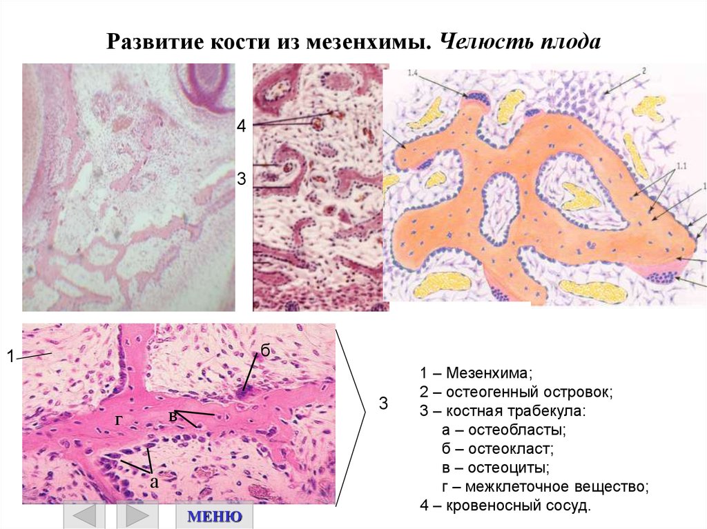 Развитие кости на месте хряща гистология рисунок