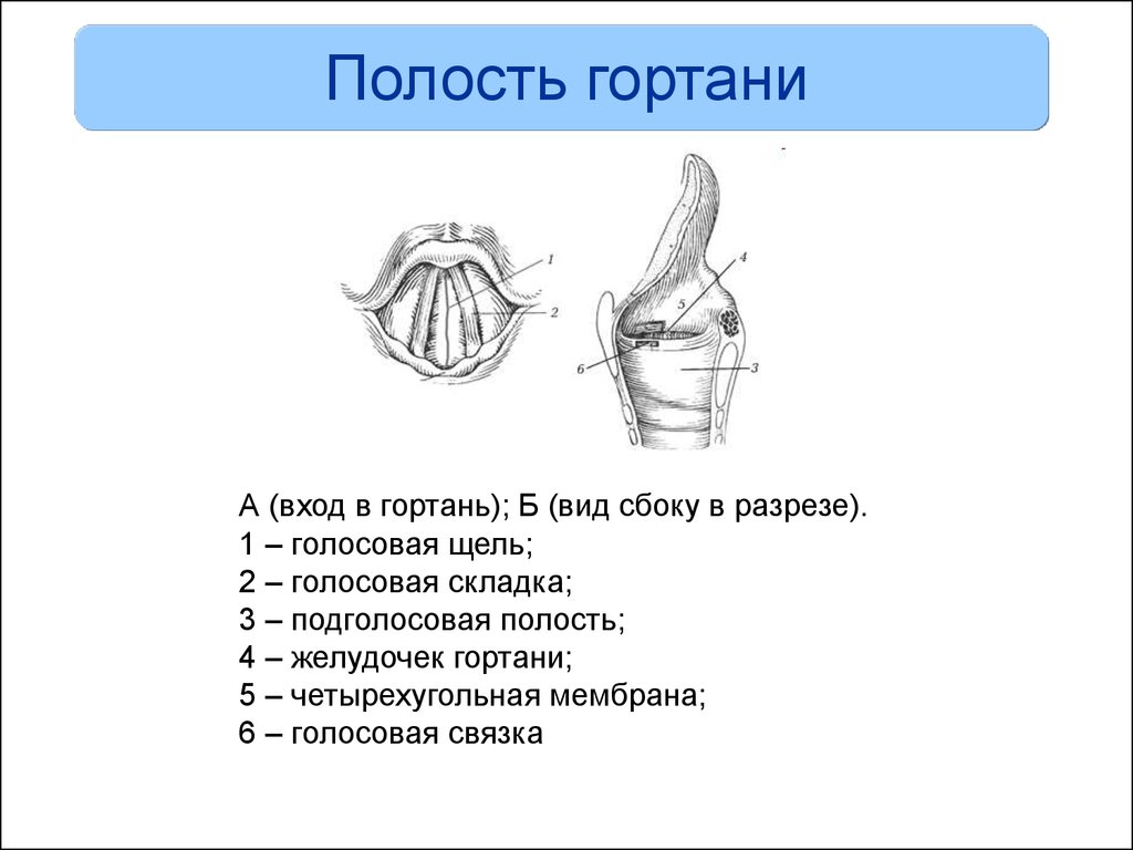 Под каким номером на рисунке изображена гортань человека