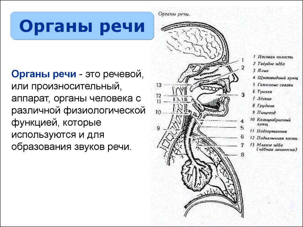 О́РГАНЫ РЕ́ЧИ