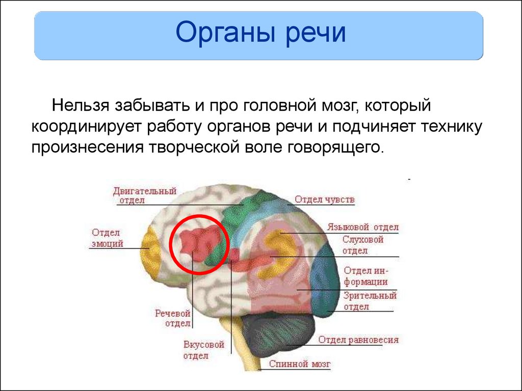 Speech brain. Центральные органы речи. Речевые органы.