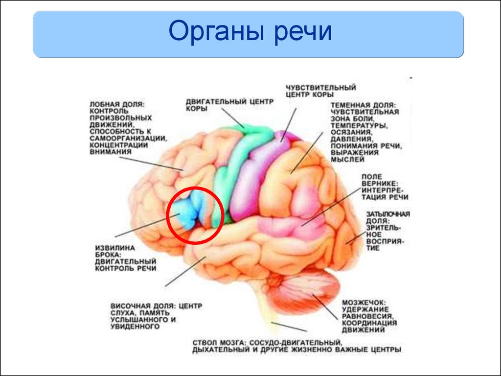 Зоны восприятия мозга. Двигательный центр речи, центр Брока, расположен. Корковые речевые зоны мозга. Речевые зоны коры головного мозга Брока. Структура головного мозга отвечающая за восприятие речи.