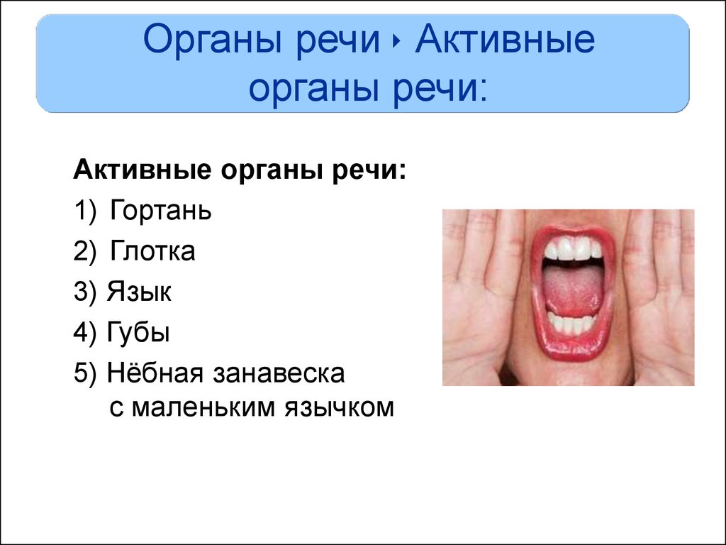 Какие органы речи. Активные и пассивные органы речи. Пассивные органы речи. К пассивным органам речи относятся. Органов речи активные и пассивные органы речи.