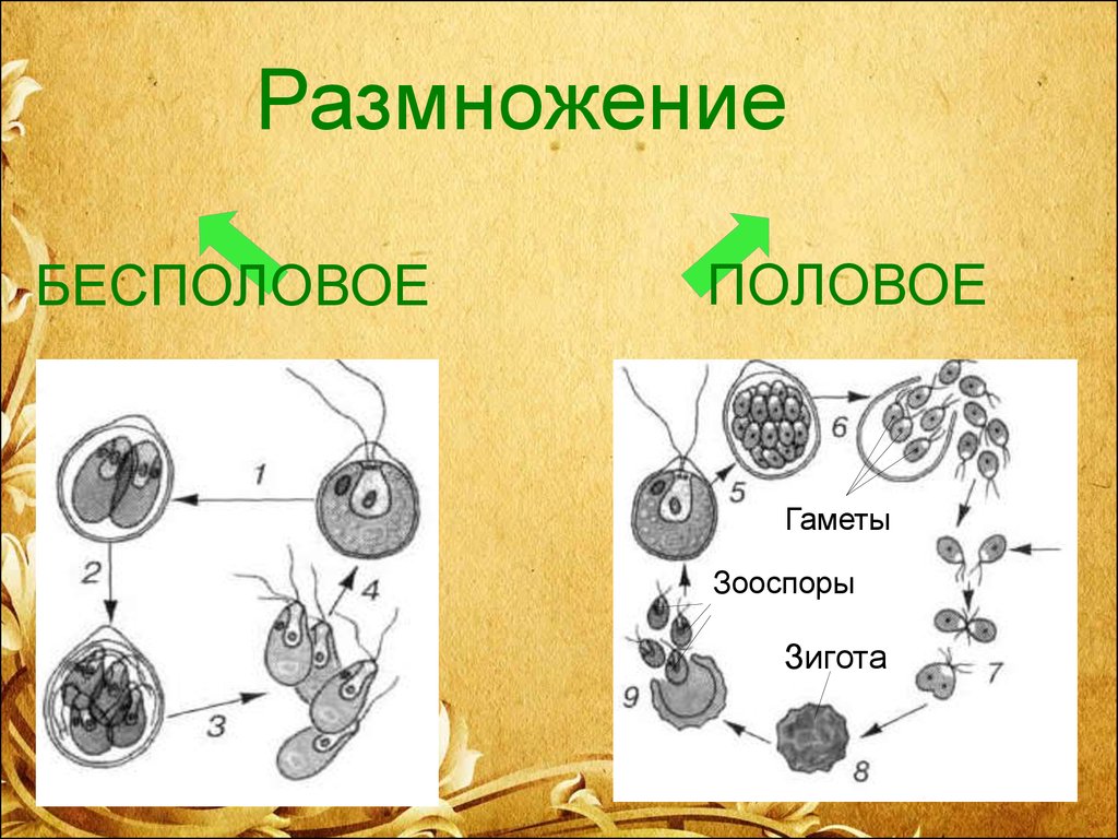 Образование гамет. Зооспоры. Половое размножение. Зооспоры у водорослей. Размножается с помощью зооспор.