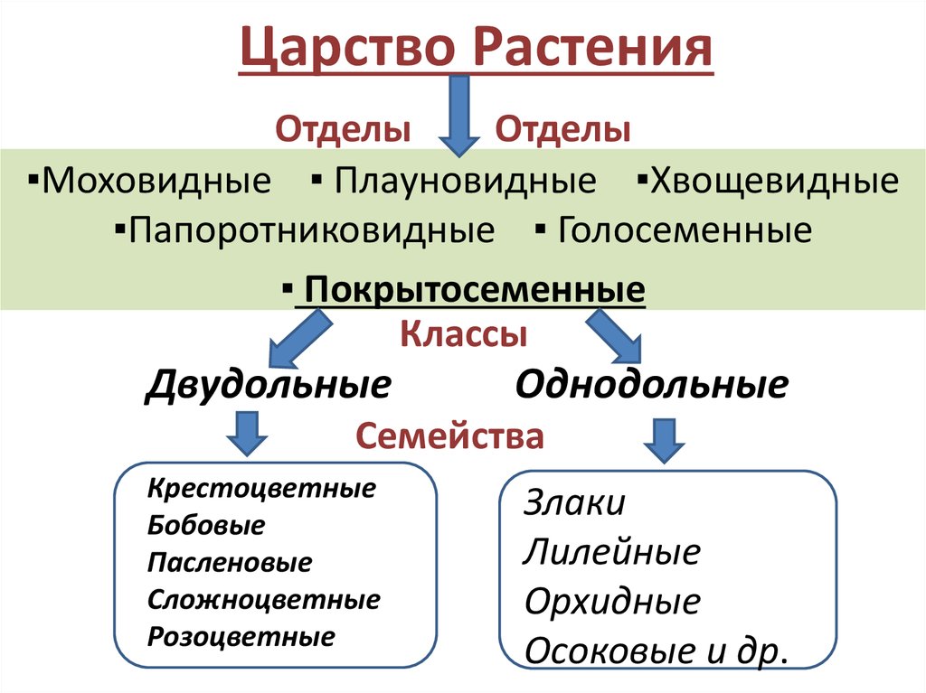 Тест отделы растений. Царство растения ОГЭ. Отделы растений ОГЭ. Царство растения ОГЭ биология. Царство растения таблица ОГЭ.