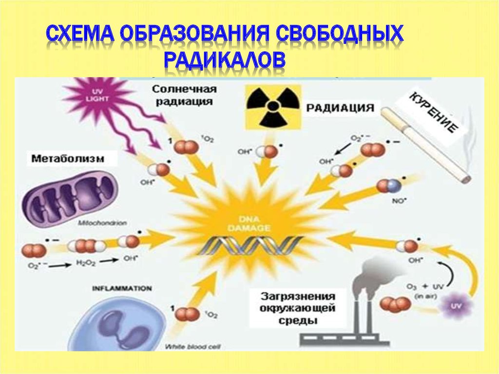 Ионизирующие воздействия радиации. Косвенное действие радиации. Механизм образования свободных радикалов. Биологическое действие ионизирующих излучений. Непрямое действие ионизирующего излучения.