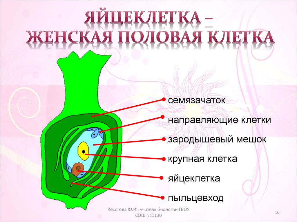 Яйцеклетка у растений. Женская половая клетка. Половые клетки 5 класс. Женская половая клетка называется. Женская половая клетка биология.