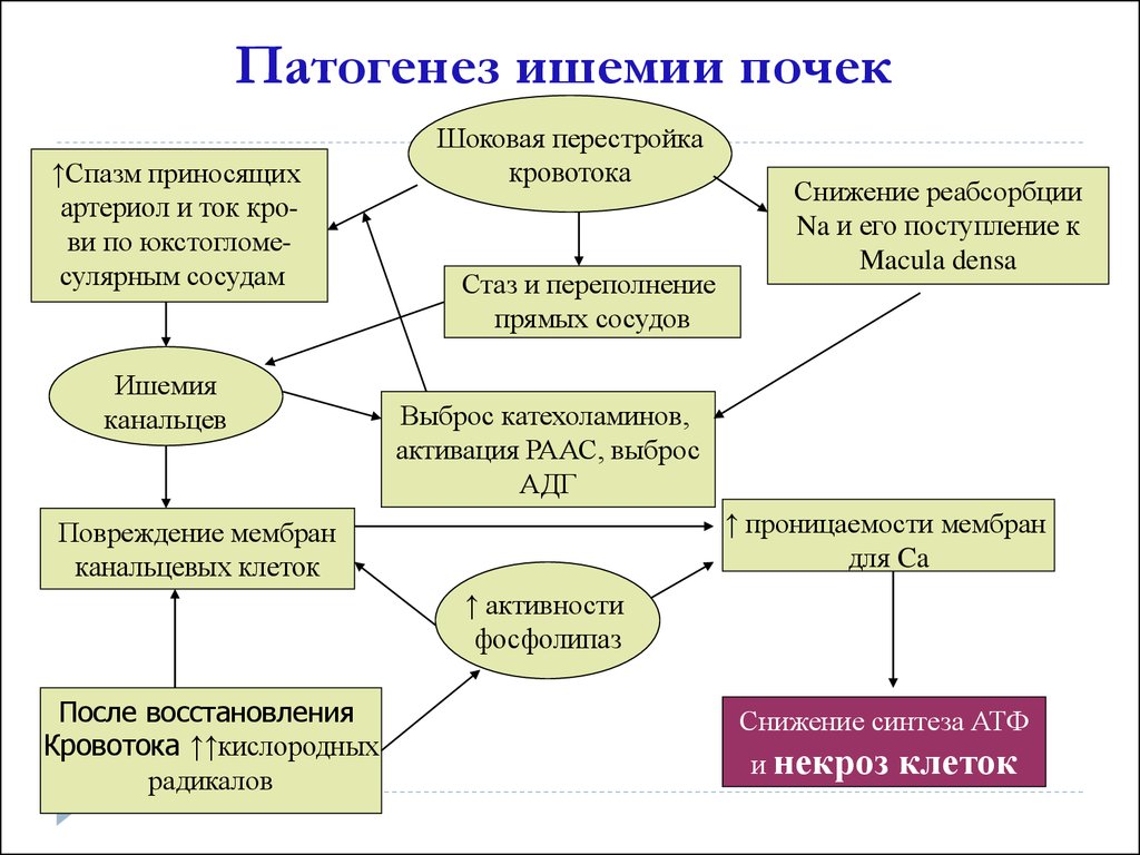 Механизмы развития ишемии. Патогенез ишемии почек. Острое повреждение почек патогенез. Острое почечное повреждение этиология. Патогенез ишемии.