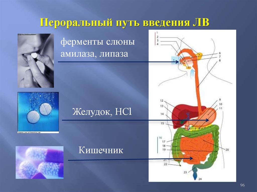 Пероральное применение. Пероральный путь введения. Пероральный путь введения лекарственных средств. Пераральный путь Введение. Пероральный способ введения лекарств.