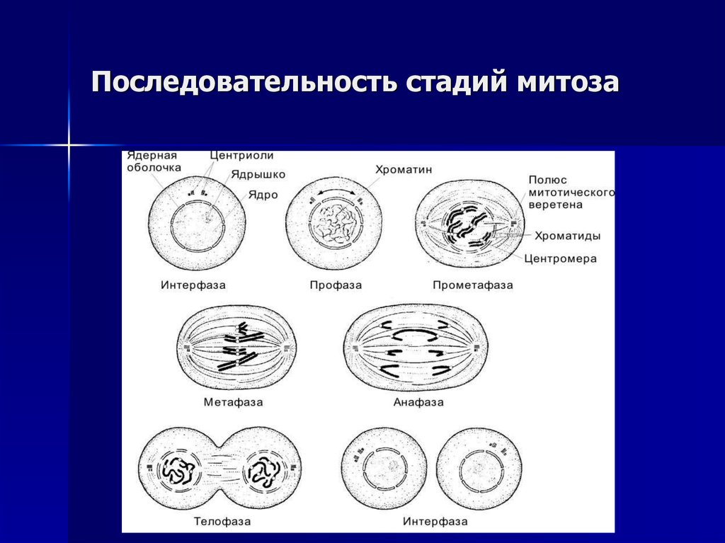 Процесс деления клетки этапы. Последовательность фаз митотического деления клетки. Митоз интерфаза профаза. Таблица фазы митоза фаза процессы рисунок интерфаза.