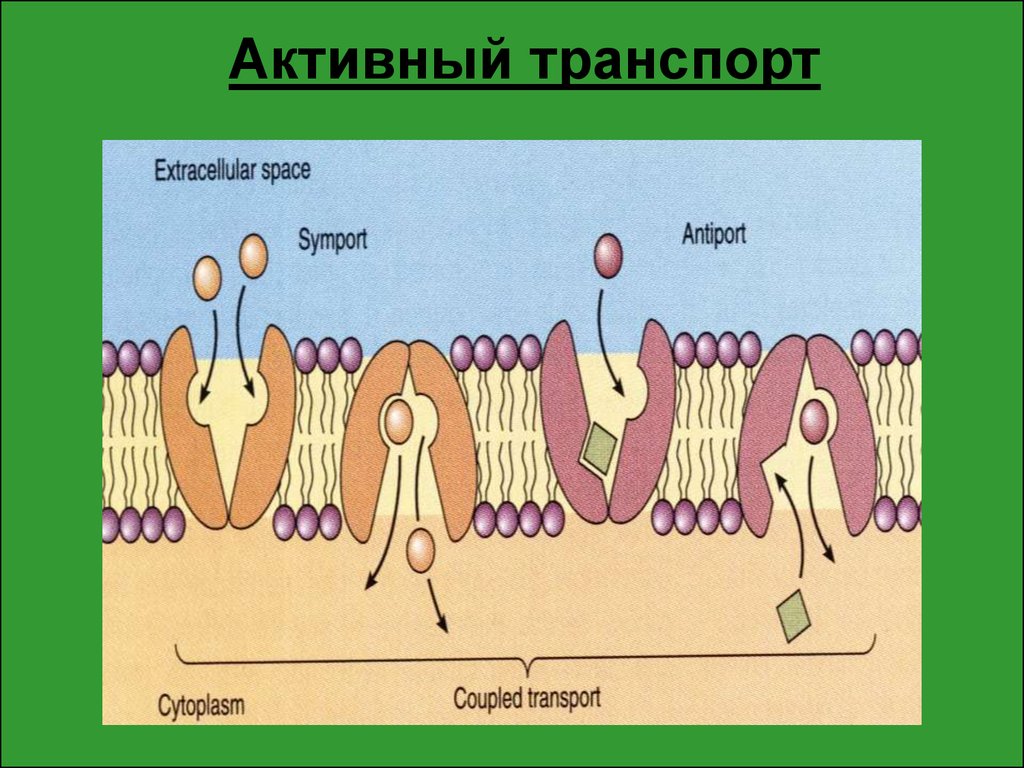 Активный транспорт. Первичный активный транспорт веществ через мембрану. Типы активного транспорта. Активный транспорт схема.