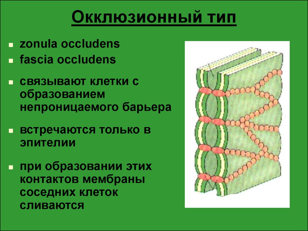 Непроницаемая клетка. Клетки связаны. Виды Связывание клеток. Типы контактов связывающие соседние клетки. Определите типы контактов связывающих соседние клетки.