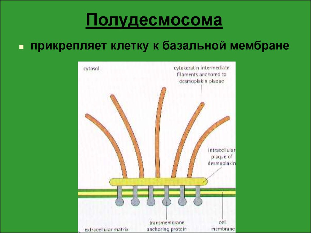 Базальная мембрана функции. Полудесмосомы базальной мембраны. Полудесмосомы гистология. Схема строения базальной мембраны. Строение полудесмосомы.