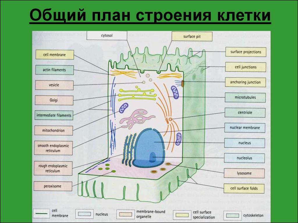 Организация строения клеток. Строение клетки общий план строения. Общий план строения клетк. Общин планстроенич клеьки. Общий план строения эукариотических клеток.