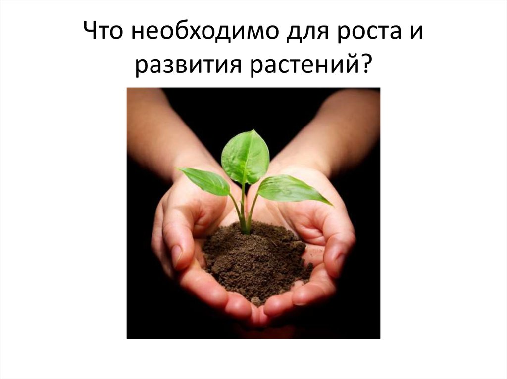 Что необходимо для роста и развития растений?