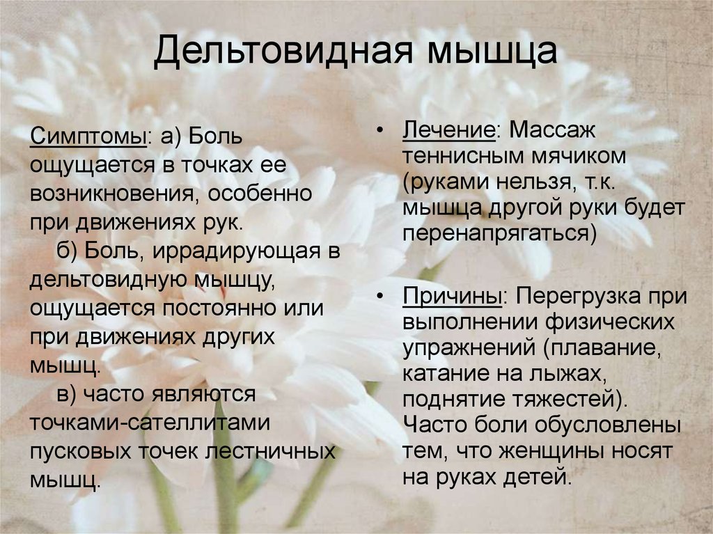 Дельтовидная мышца