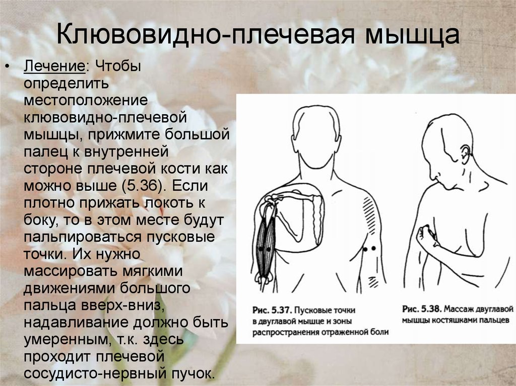 Клювовидно-плечевая мышца. Кубовидно плечевая мышцы. Клювовилная плечевая мышца. Клиновидео плечевая мышца.