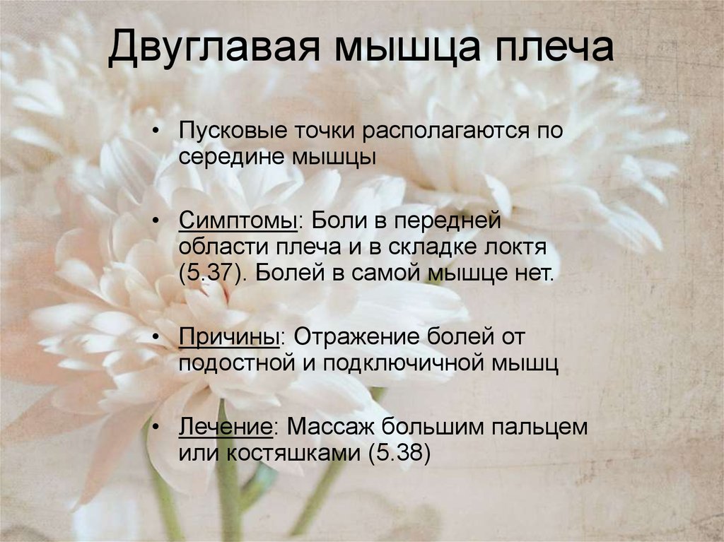 Двуглавая мышца плеча