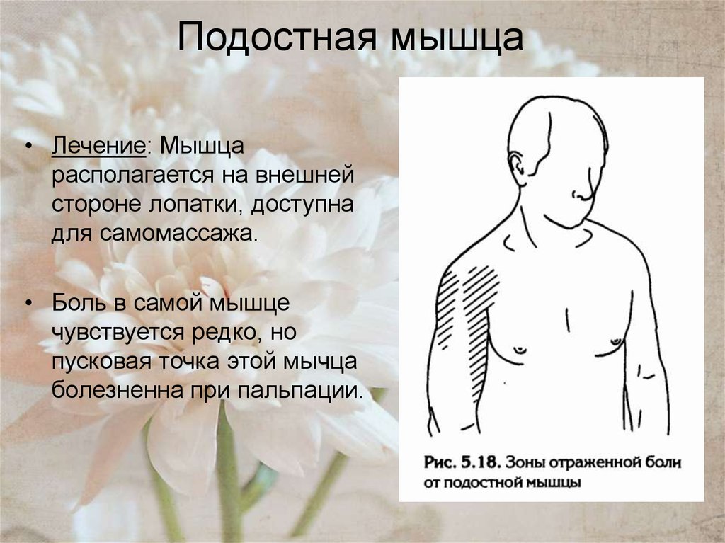 Подостная мышца. Болит подостная мышца. Подостная мышца иннервация. Подостная мышца плеча болит.