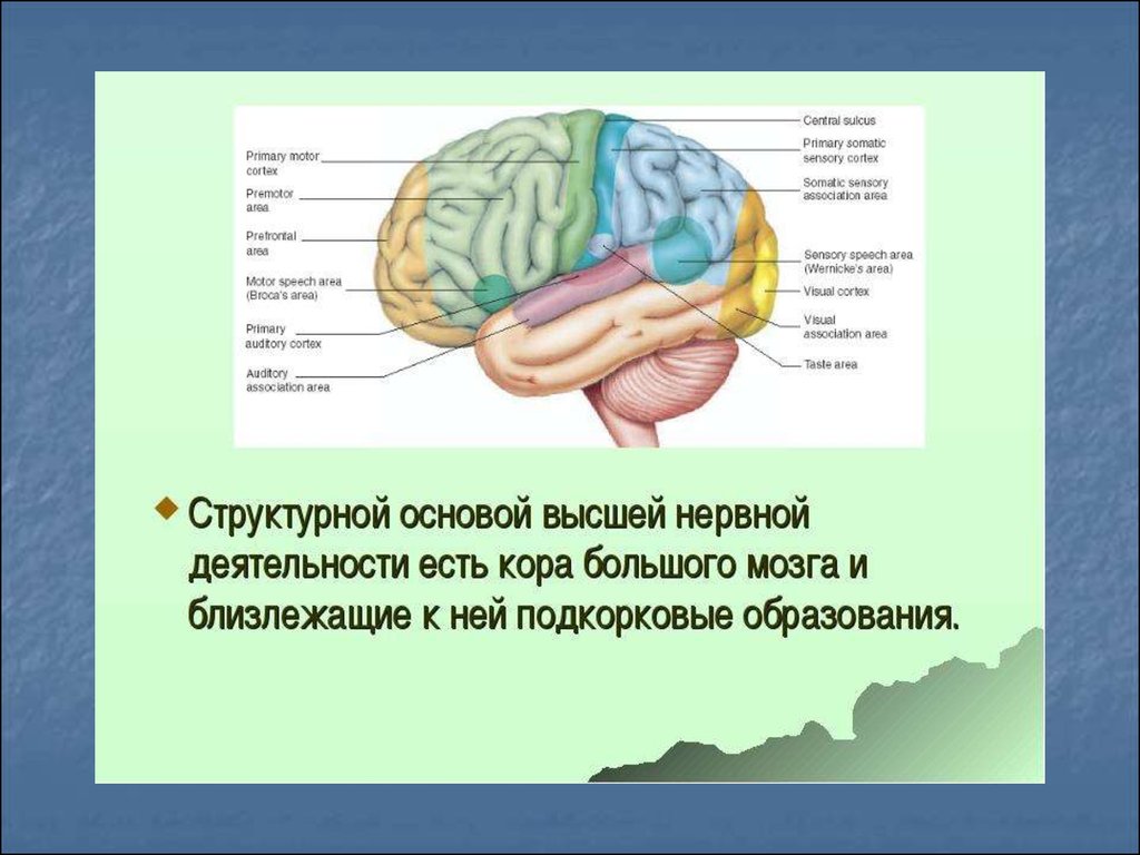 Высшая нервная деятельность человека основа. Высшая нервная деятельность строение. Высшей нервной деятельности структура анатомия. Высшая нервная деятельность отдел мозга. Высшая нервная деятельность человека анатомия.