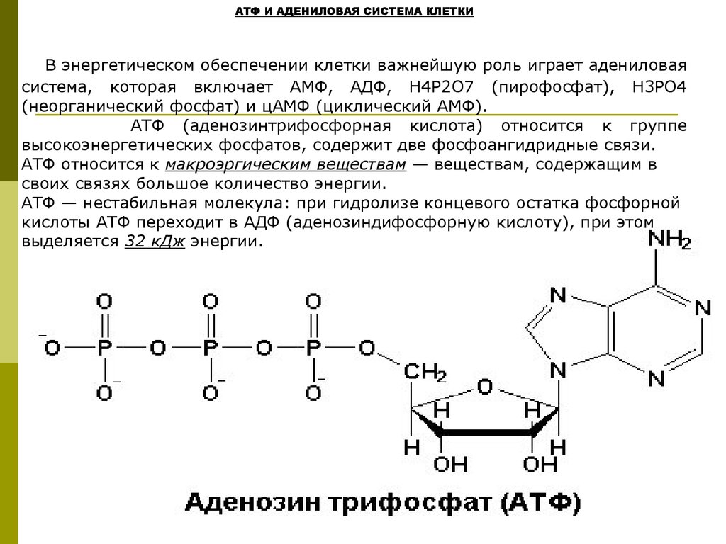 Остаток кислоты атф. АТФ И ЦАМФ биологическая роль. АТФ ® ЦАМФ + пирофосфат. Цикл АТФ-АДФ роль. Адениловая система.