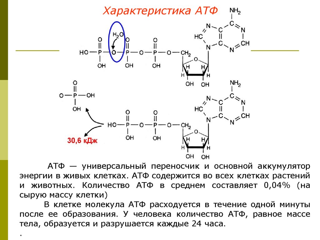 Атф содержит. Строение АТФ типы химических связей. АТФ формула биохимия. АТФ кислота универсальный переносчик. Аденозинтрифосфорная кислота формула.