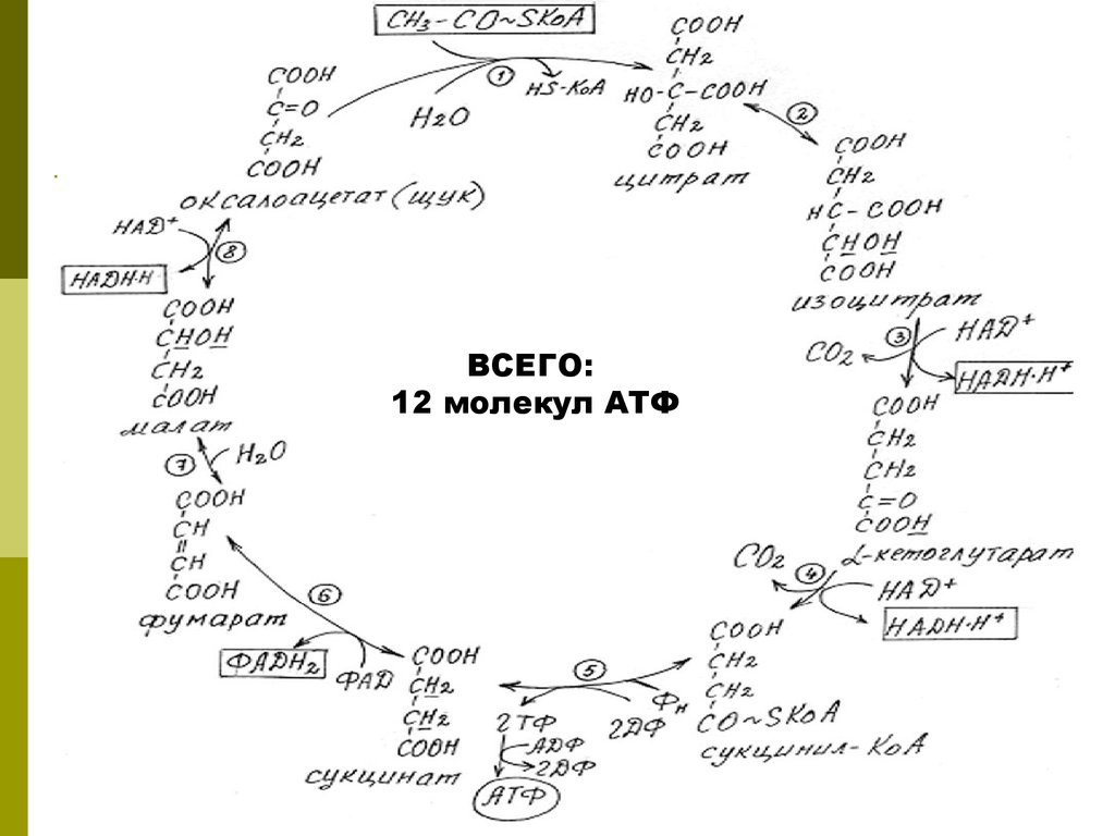 В цикле кребса образуется атф. Цикл Кребса схема биохимия. 4. Цикл Кребса. Цикл трикарбоновых кислот схема. Цикл трикарбоновых кислот ЦТК биохимия.