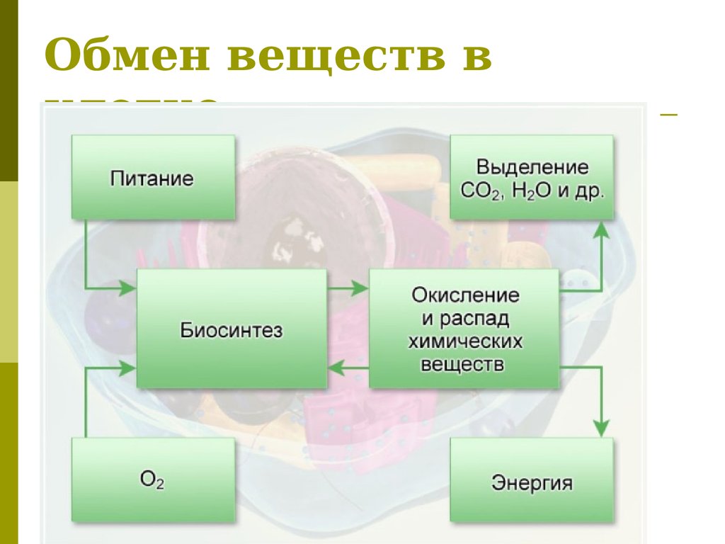 Презентация на тему обмен веществ и энергии