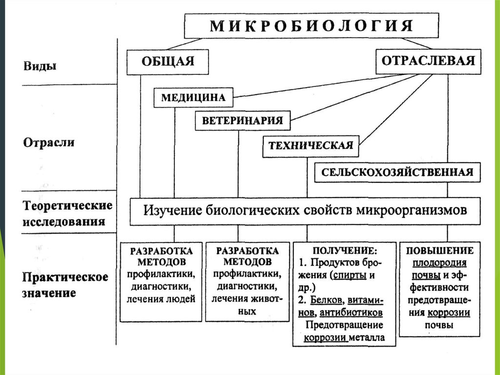 Классификация бактерий микробиология схема