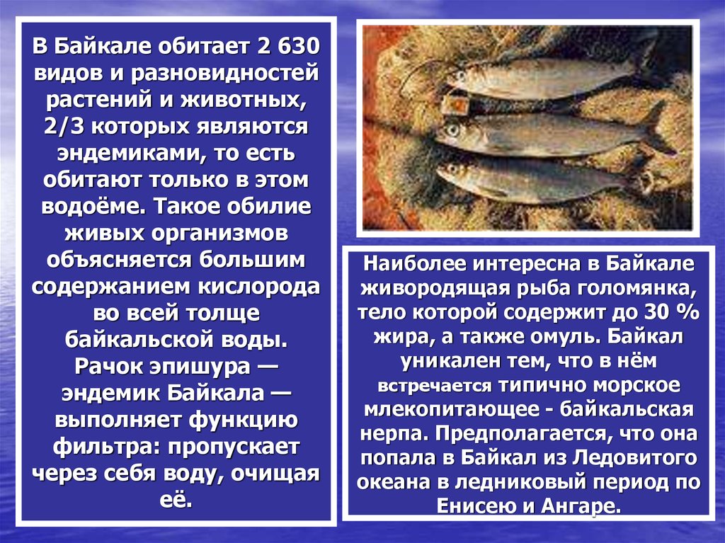 Живые организмы байкала. Эндемики озера Байкал. Животные эндемики Байкала. Байкал эндемики Байкала. Эндемики Байкала презентация.